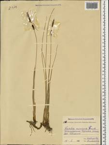 Typha minima Funck, Caucasus, Stavropol Krai, Karachay-Cherkessia & Kabardino-Balkaria (K1b) (Russia)