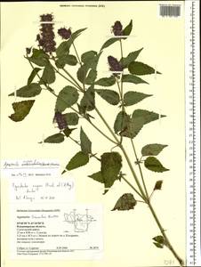 Agastache foeniculum (Pursh) Kuntze, Eastern Europe, Central region (E4) (Russia)