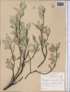 Elaeagnus commutata Bernh. ex Rydb., America (AMER) (United States)