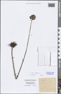 Hylotelephium telephium (L.) H. Ohba, Eastern Europe, Central forest-and-steppe region (E6) (Russia)