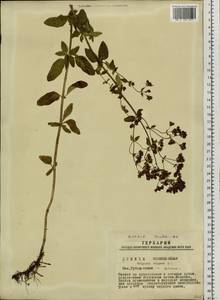 Origanum vulgare L., Siberia, Western Siberia (S1) (Russia)