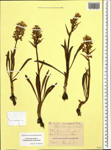 Dactylorhiza romana subsp. georgica (Klinge) Soó ex Renz & Taubenheim, Caucasus, Stavropol Krai, Karachay-Cherkessia & Kabardino-Balkaria (K1b) (Russia)