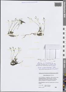 Draba lactea Adams, Siberia, Russian Far East (S6) (Russia)
