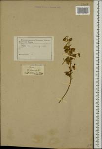 Delphinium flexuosum M. Bieb., Caucasus (no precise locality) (K0)