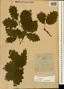 Quercus pubescens Willd. , nom. cons., Caucasus, Dagestan (K2) (Russia)