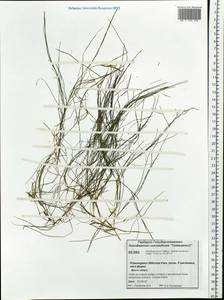 Stuckenia filiformis (Pers.) Börner, Siberia, Central Siberia (S3) (Russia)