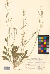 Diplotaxis muralis (L.) DC., Eastern Europe, West Ukrainian region (E13) (Ukraine)