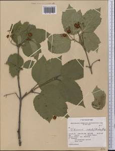 Viburnum edule (Michx.) Raf., America (AMER) (United States)