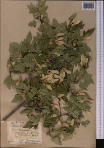 Acer tataricum subsp. semenovii (Regel & Herder) A. E. Murray, Middle Asia, Pamir & Pamiro-Alai (M2) (Kyrgyzstan)
