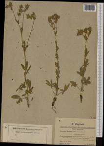 Potentilla taurica Willd. ex Schltdl., Western Europe (EUR) (Bulgaria)