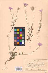 Xeranthemum annuum L., Eastern Europe, Moldova (E13a) (Moldova)