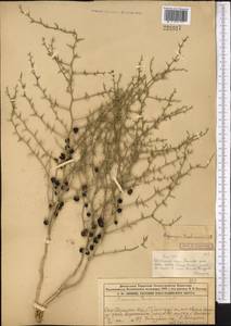 Asparagus breslerianus Schult. & Schult.f., Middle Asia, Syr-Darian deserts & Kyzylkum (M7) (Kazakhstan)