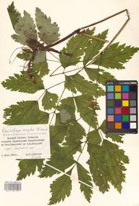 Actaea simplex (DC.) Wormsk. ex Fisch. & C. A. Mey., Siberia, Russian Far East (S6) (Russia)