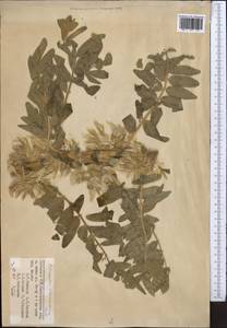 Astragalus sieversianus Pall., Middle Asia, Pamir & Pamiro-Alai (M2) (Uzbekistan)