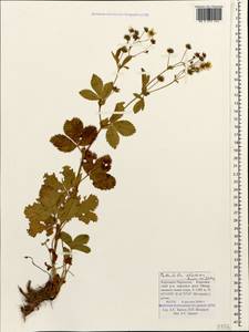 Potentilla elatior Willd. ex Schltdl., Caucasus, Stavropol Krai, Karachay-Cherkessia & Kabardino-Balkaria (K1b) (Russia)