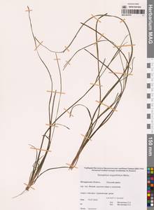 Sparganium angustifolium Michx., Siberia, Chukotka & Kamchatka (S7) (Russia)
