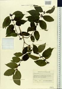 Lonicera, Siberia, Russian Far East (S6) (Russia)