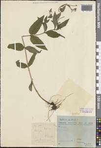 Epilobium montanum L., Eastern Europe, North-Western region (E2) (Russia)