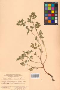 Potentilla supina L., Siberia, Russian Far East (S6) (Russia)