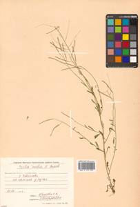 Arabidopsis lyrata subsp. kamchatica (Fisch. ex DC.) O'Kane & Al-Shehbaz, Siberia, Chukotka & Kamchatka (S7) (Russia)