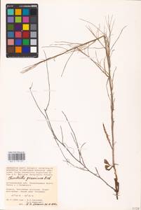 Chondrilla graminea M. Bieb., Eastern Europe, Lower Volga region (E9) (Russia)