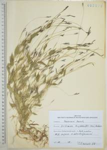 Arthraxon hispidus (Thunb.) Makino, Siberia, Russian Far East (S6) (Russia)