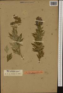 Aconitum variegatum L., Western Europe (EUR) (Switzerland)