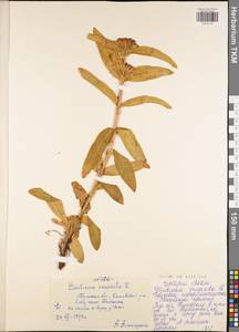 Gentiana cruciata L., Eastern Europe, Central region (E4) (Russia)