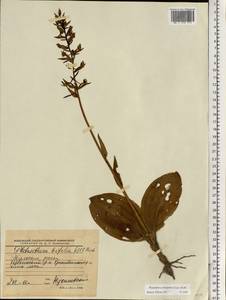 Platanthera chlorantha (Custer) Rchb., Eastern Europe, Central region (E4) (Russia)