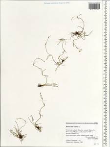 Ranunculus reptans L., Mongolia (MONG) (Mongolia)