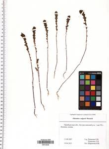 Odontites vulgaris Moench, Eastern Europe, Eastern region (E10) (Russia)