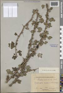 Ribes saxatile Pall., Middle Asia, Muyunkumy, Balkhash & Betpak-Dala (M9) (Kazakhstan)