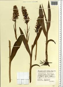 Dactylorhiza majalis subsp. baltica (Klinge) H.Sund., Eastern Europe, Central region (E4) (Russia)