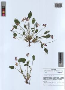 Viola hirta L., Siberia, Altai & Sayany Mountains (S2) (Russia)