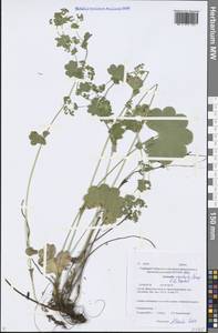Alchemilla oxyodonta (Buser) C. G. Westerl., Siberia, Baikal & Transbaikal region (S4) (Russia)
