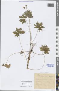 Geranium bohemicum L., Eastern Europe, Central forest-and-steppe region (E6) (Russia)