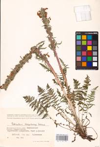 MHA 0 162 154, Pedicularis dasystachys Schrenk, Eastern Europe, Lower Volga region (E9) (Russia)