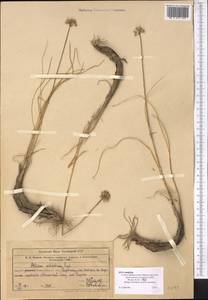 Allium kokanicum Regel, Middle Asia, Western Tian Shan & Karatau (M3) (Kazakhstan)