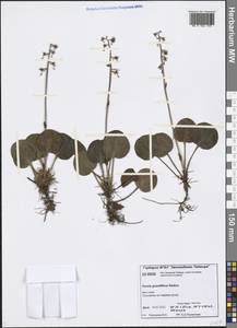 Pyrola grandiflora Radius, Siberia, Central Siberia (S3) (Russia)