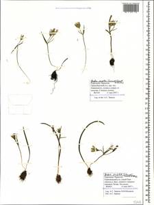 Gagea pusilla (F.W.Schmidt) Sweet, Caucasus, Stavropol Krai, Karachay-Cherkessia & Kabardino-Balkaria (K1b) (Russia)