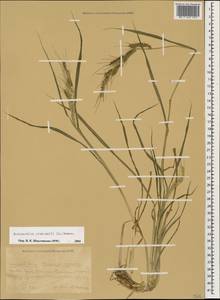 Echinochloa crus-galli (L.) P.Beauv., Caucasus, Krasnodar Krai & Adygea (K1a) (Russia)