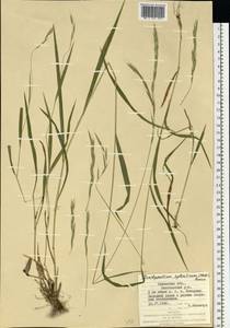 Brachypodium sylvaticum (Huds.) P.Beauv., Eastern Europe, West Ukrainian region (E13) (Ukraine)