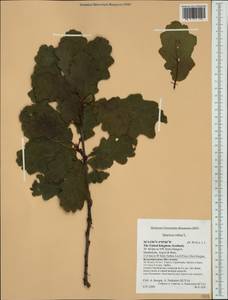 Quercus robur L., Western Europe (EUR) (United Kingdom)