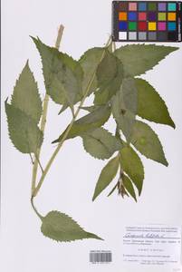 Campanula latifolia L., Eastern Europe, Moscow region (E4a) (Russia)