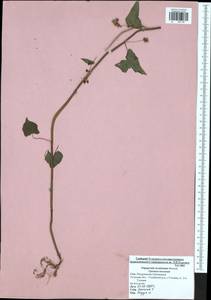 Fagopyrum esculentum Moench, Eastern Europe, Central region (E4) (Russia)