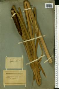 Typha latifolia L., Eastern Europe, Rostov Oblast (E12a) (Russia)