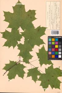 Acer platanoides L., Eastern Europe, Moscow region (E4a) (Russia)