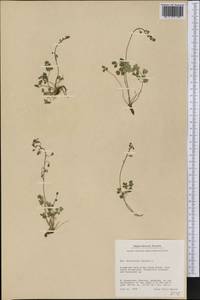 Thalictrum alpinum L., America (AMER) (Greenland)