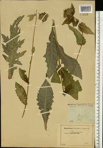 Cirsium oleraceum (L.) Scop., Eastern Europe, Moscow region (E4a) (Russia)