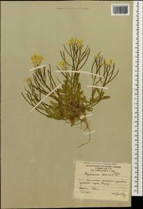Erysimum ibericum (Adams) DC., Caucasus, South Ossetia (K4b) (South Ossetia)